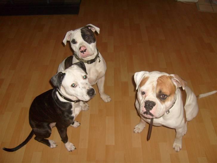 Blanding af racer Zitka - gruppebilled.... SMIL billede 3