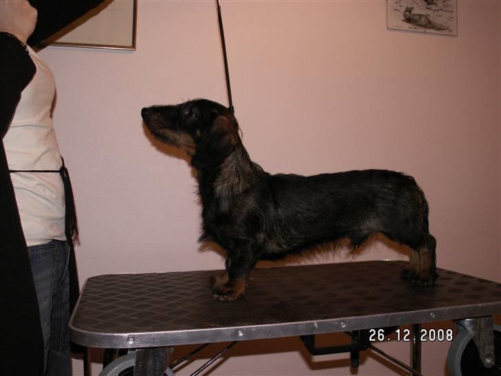 Gravhund Svendsen - Klar til udstilling billede 4