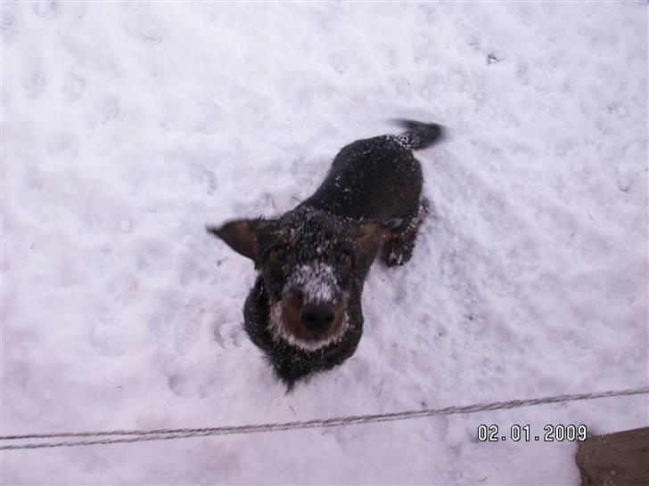 Gravhund Svendsen - "I sne står urt og hund i skjul..." billede 5