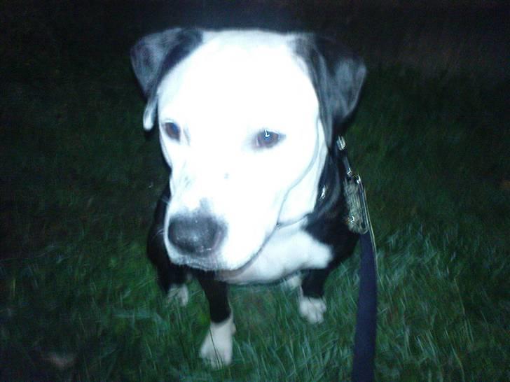 Blanding af racer Zitka - uha, hvor er her bare mørkt.. godt der er blitz på dit kamera mor billede 4