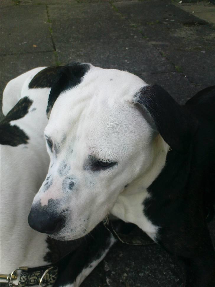 Blanding af racer Zitka - jaja, skal nok ligge stille billede 5