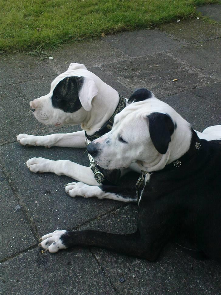 Blanding af racer Zitka - her vogter vi billede 6