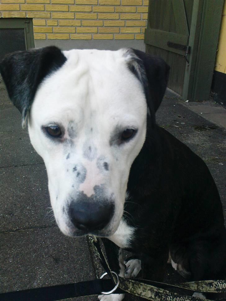 Blanding af racer Zitka - billed igen??? billede 7