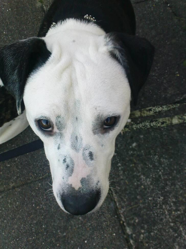 Blanding af racer Zitka - moar, stop nu med de billeder billede 8