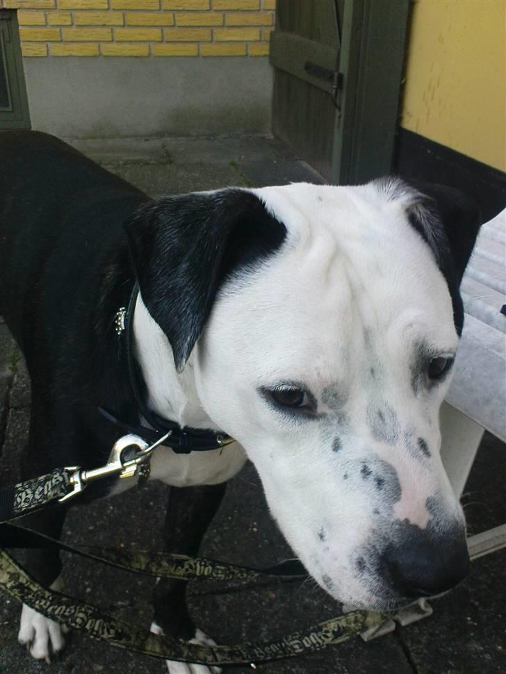 Blanding af racer Zitka - MOAR, altså... er jo ikke fucking rockstar vel.. billede 9