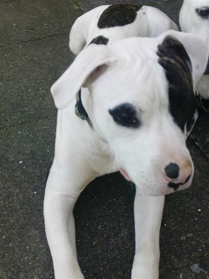 Blanding af racer Hermann - må jeg godt sove lidt? billede 2