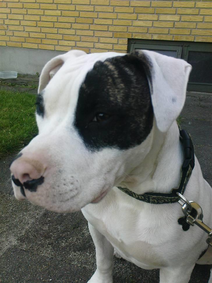 Blanding af racer Hermann - ih, så mandig jeg er billede 3