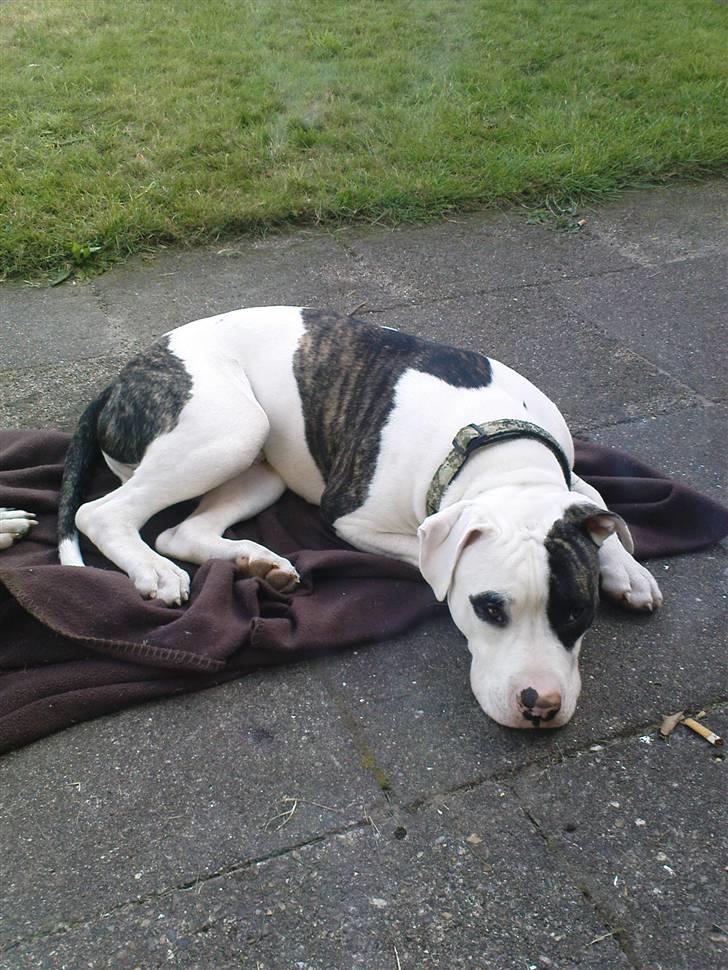 Blanding af racer Hermann - det var ikke mig der gravede det hul, mor billede 5