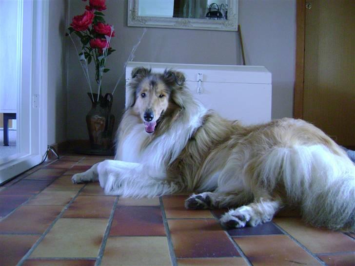 Collie langhåret Zacho - Gangen...xD Her er så dejlig køligt efter en varm dag billede 10