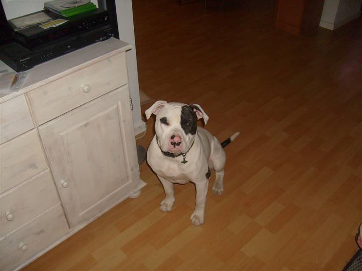 Blanding af racer Hermann - mor, det er bar fordi, jeg skal tisse billede 6