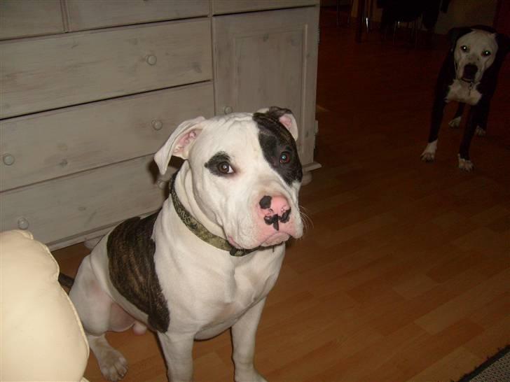 Blanding af racer Hermann - kom nu, moar... billede 7