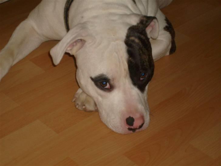 Blanding af racer Hermann - ligger mig bare her og venter så billede 8