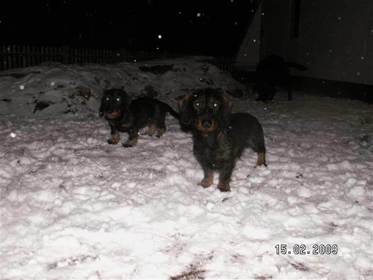 Gravhund Svendsen - Leg i sneen billede 6