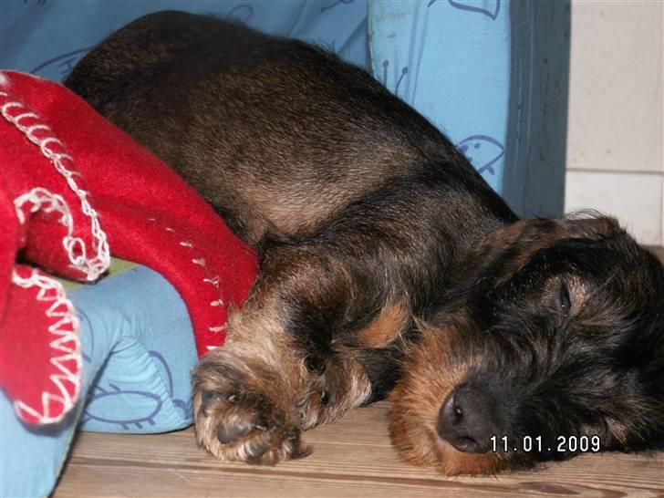 Gravhund Alma - ZZZzzzZZZzzz billede 1