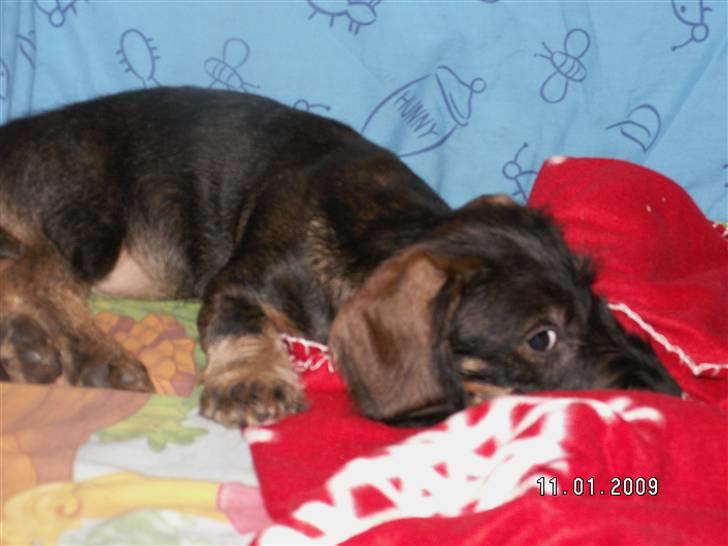 Gravhund Alma - Jeg har altså set dig... billede 2