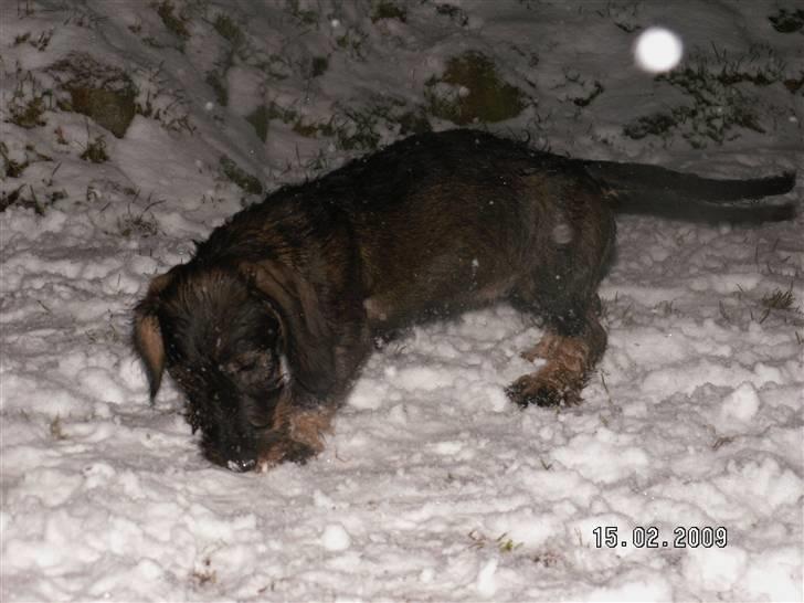 Gravhund Alma - Dejligt at lege i sneen billede 3
