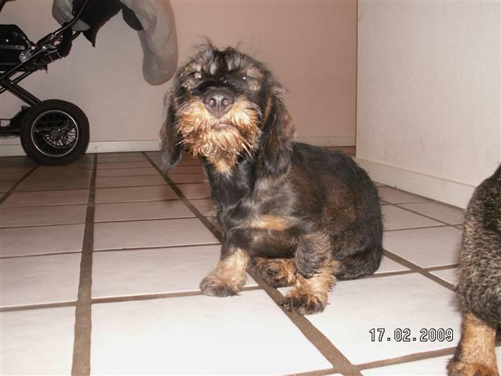 Gravhund Alma - Se mit skæg... billede 4