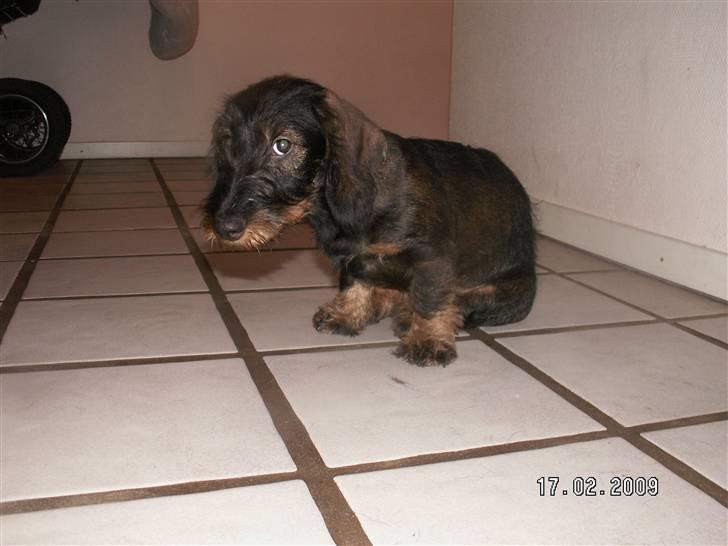 Gravhund Alma - Er du ik´ snart færdig med det pjat? billede 5