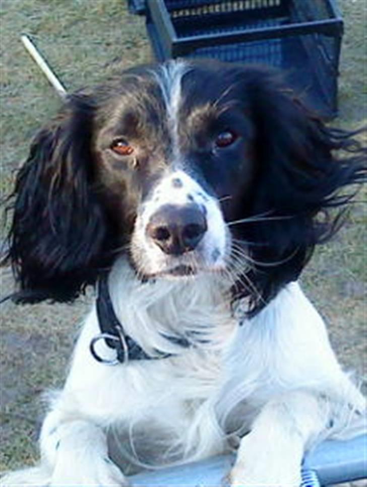 Engelsk springer spaniel Cato - Nuuur;) du er dejlig;P billede 7