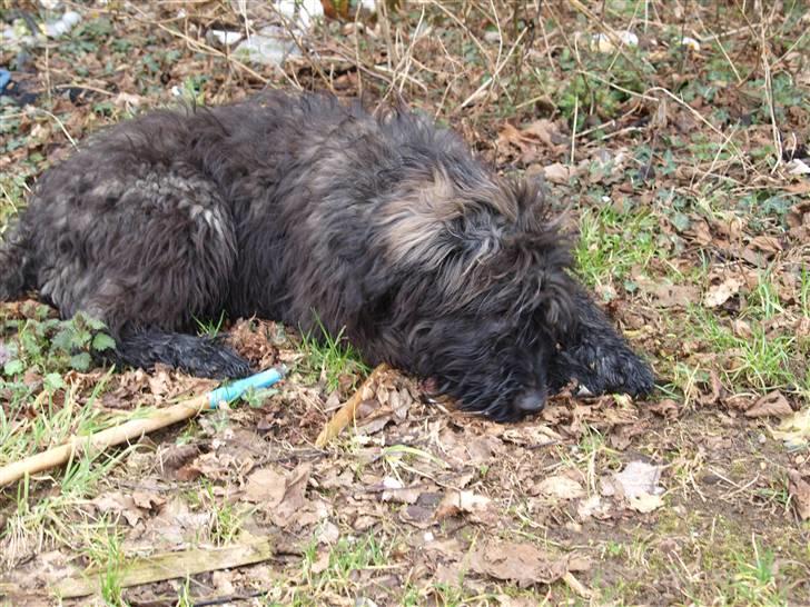 Bouvier des flandres | Buck |  I ENGLAND NU :( - Velkommen ;] , Til ´ Bucks ´ Profil ! Skriv en Hilsen Og Måsk En Bedømelse ? :P Her På Billedet , ligger Buck Udenfor den sidste dag med ham ;( billede 1