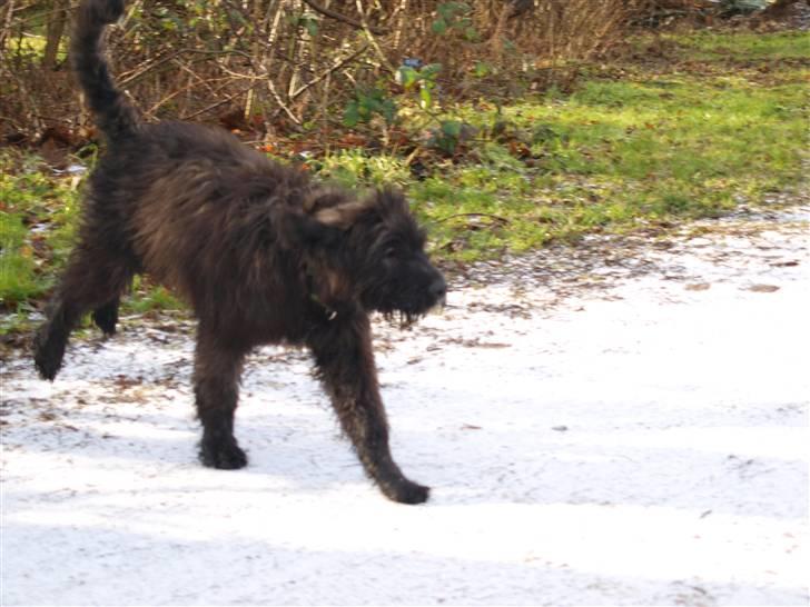 Bouvier des flandres | Buck |  I ENGLAND NU :( - Ja :D Lidt af handes gangarter !  billede 2