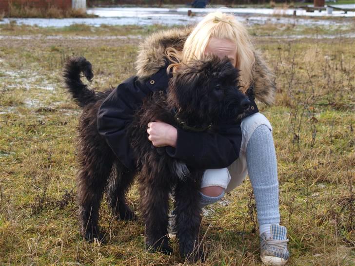 Bouvier des flandres | Buck |  I ENGLAND NU :( - Buck & Mig, udenfor (;<3 - Buck havbde dog fåde øje på noget spændene g vente hovbdet så mit ikke kom med ;D billede 3