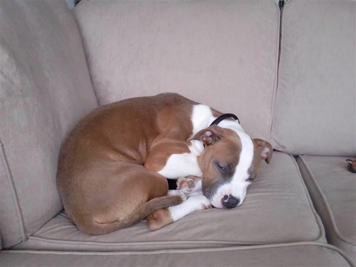 Amerikansk bulldog Olga billede 4