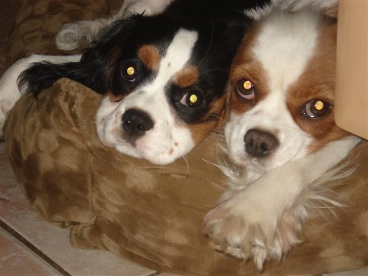 Cavalier king charles spaniel Luna billede 12