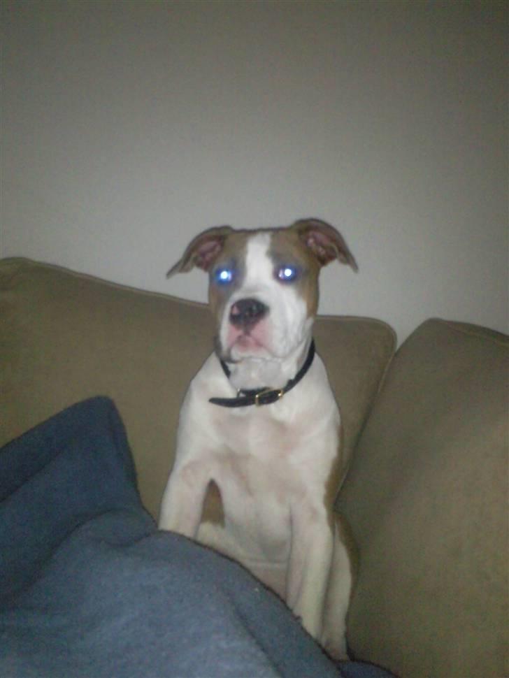 Amerikansk bulldog Olga billede 5