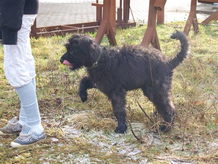 Bouvier des flandres | Buck |  I ENGLAND NU :( - Haah :D <33 billede 4