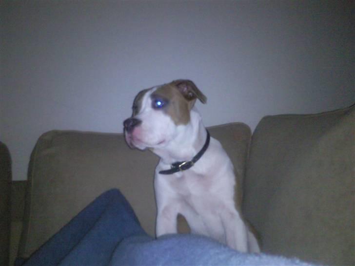 Amerikansk bulldog Olga billede 6