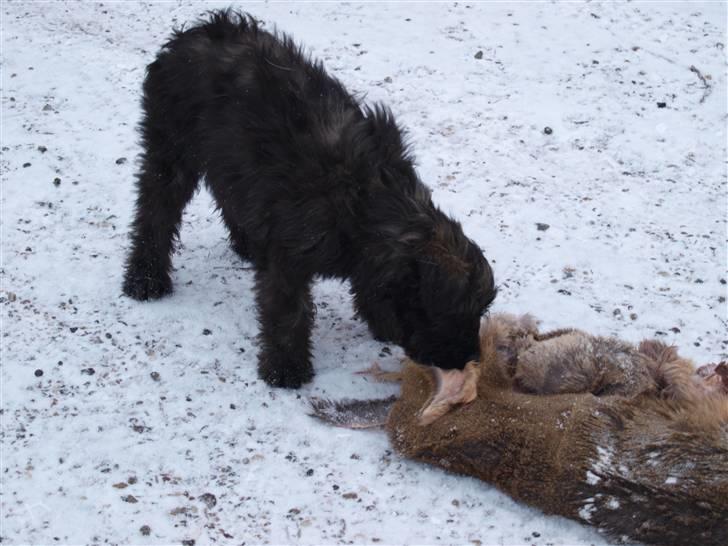 Bouvier des flandres | Buck |  I ENGLAND NU :( - Fødste gang buck er i nærheden er et Dyr ! Han skal jo være , Jagthuund billede 5