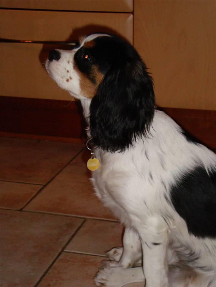 Cavalier king charles spaniel Luna billede 13