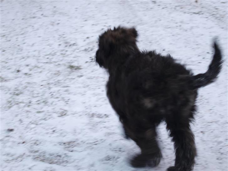 Bouvier des flandres | Buck |  I ENGLAND NU :( - LØBE !  billede 6