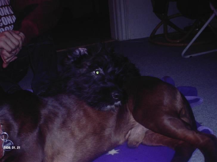 Bouvier des flandres | Buck |  I ENGLAND NU :( - Chicco er en go pude  billede 8