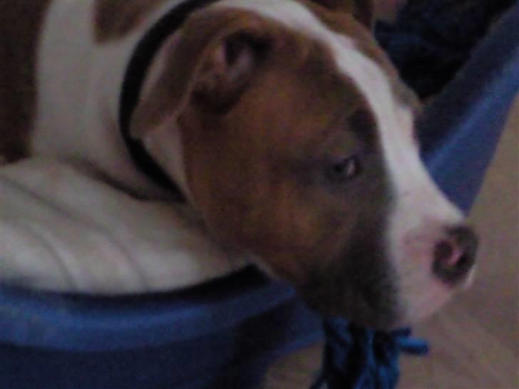 Amerikansk bulldog Olga billede 7