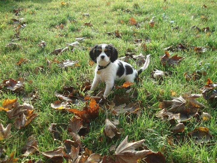 Cavalier king charles spaniel Luna billede 14