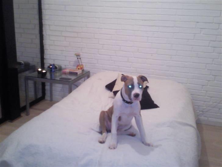 Amerikansk bulldog Olga billede 8