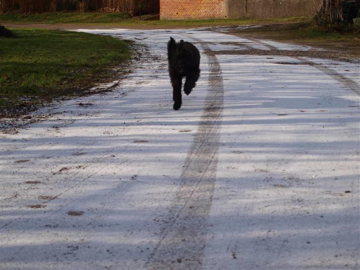 Bouvier des flandres | Buck |  I ENGLAND NU :( - HEJ ! :D  billede 9