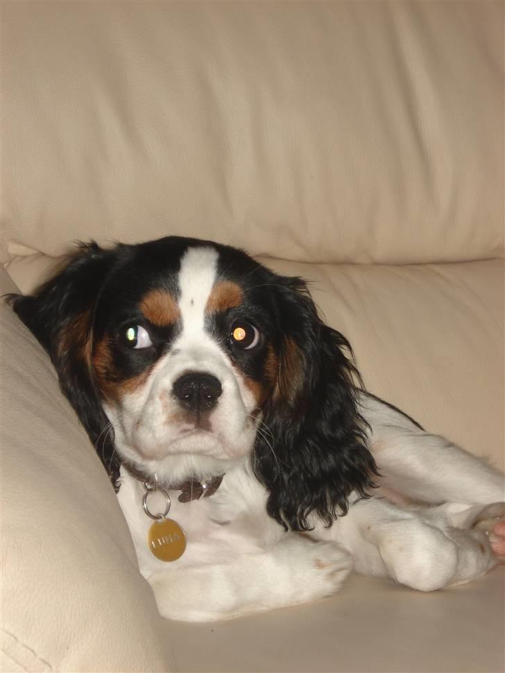 Cavalier king charles spaniel Luna billede 15