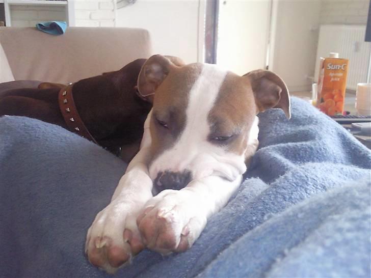 Amerikansk bulldog Olga billede 9