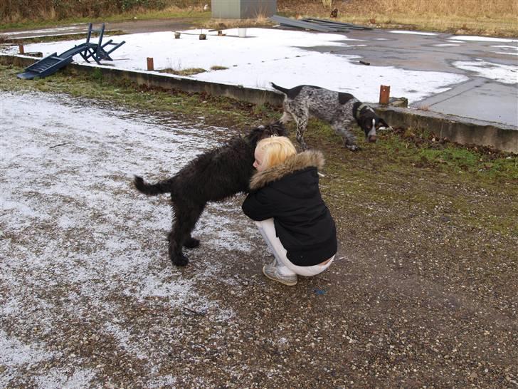 Bouvier des flandres | Buck |  I ENGLAND NU :( - Overfald Kira leg !  billede 10