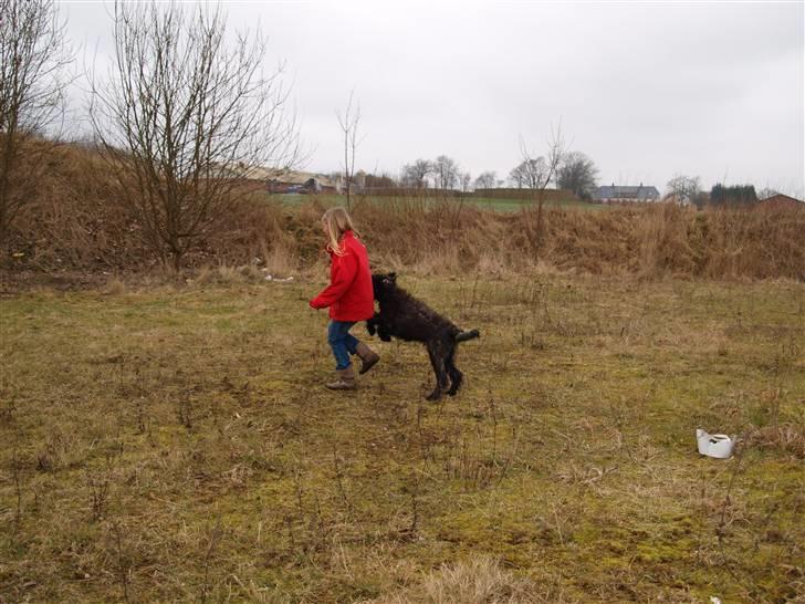 Bouvier des flandres | Buck |  I ENGLAND NU :( - Min Veninde Louise bliver overfaldt af Bucke. Sidste dag med ham. billede 11