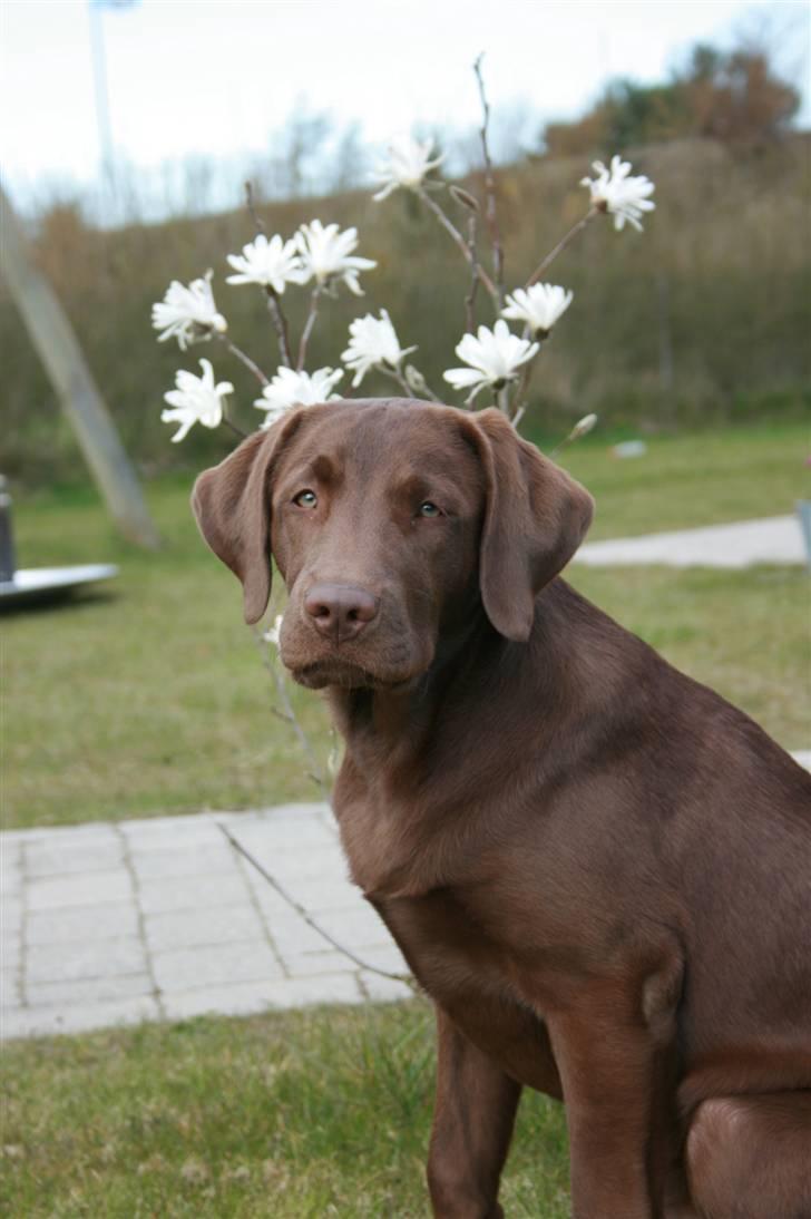 Labrador retriever Sofus billede 1