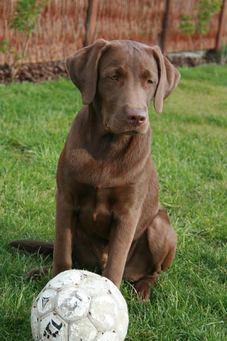 Labrador retriever Sofus billede 2