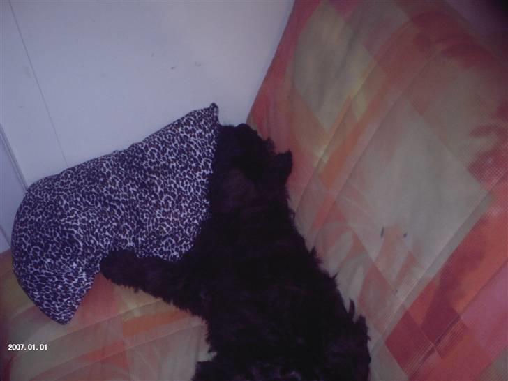 Bouvier des flandres | Buck |  I ENGLAND NU :( - GODNAT !  billede 12