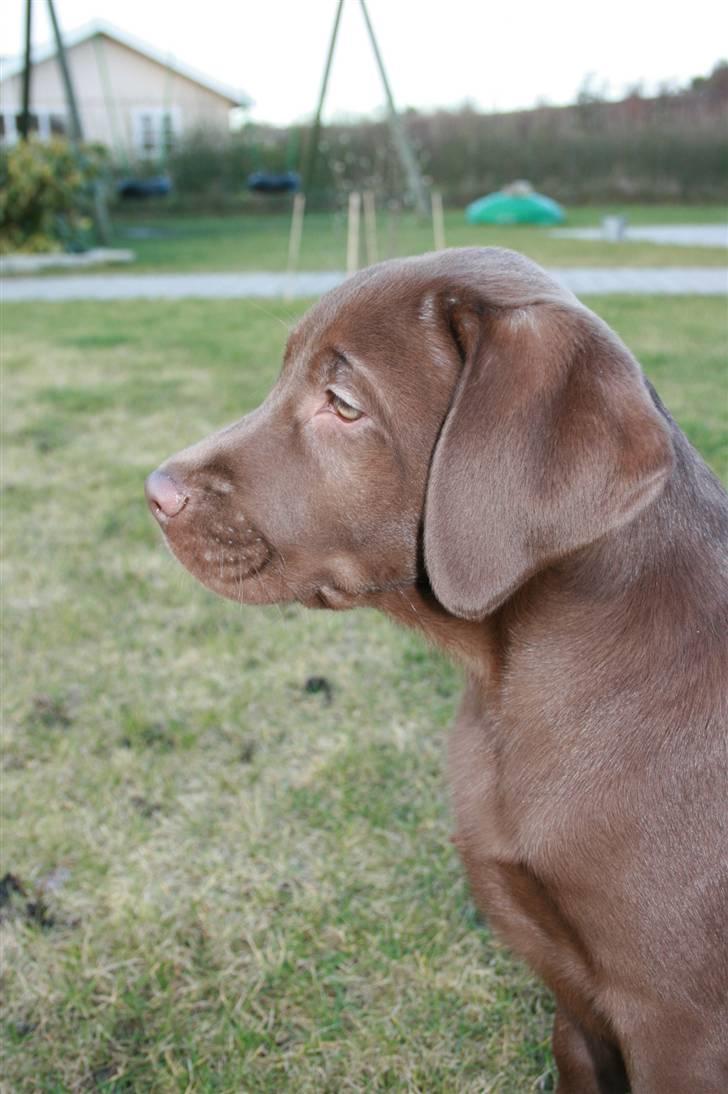 Labrador retriever Sofus billede 3