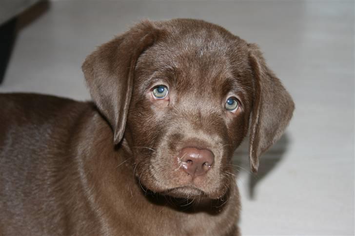 Labrador retriever Sofus billede 4