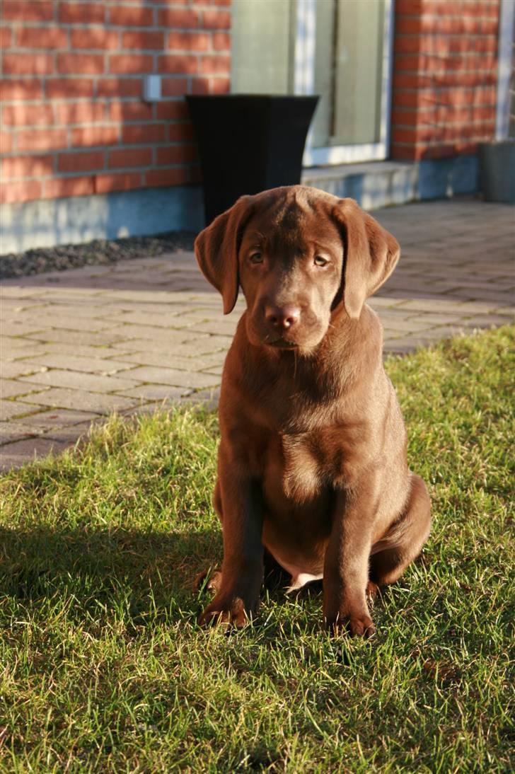 Labrador retriever Sofus billede 5