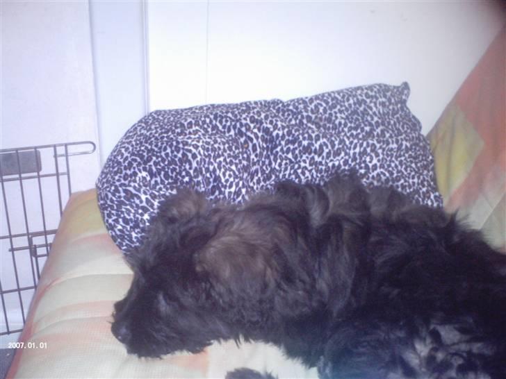 Bouvier des flandres | Buck |  I ENGLAND NU :( billede 14